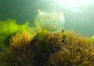  Diving at the Thau pond 